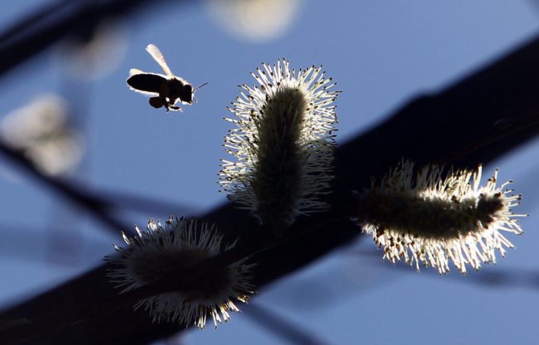 PÓLENES EM NÍVEIS MUITO ELEVADOS NOS PRÓXIMOS DIAS