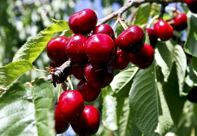 COLHEITA DE CEREJA NO NORTE DO DISTRITO DE VISEU ATRASADA TRÊS SEMANAS
