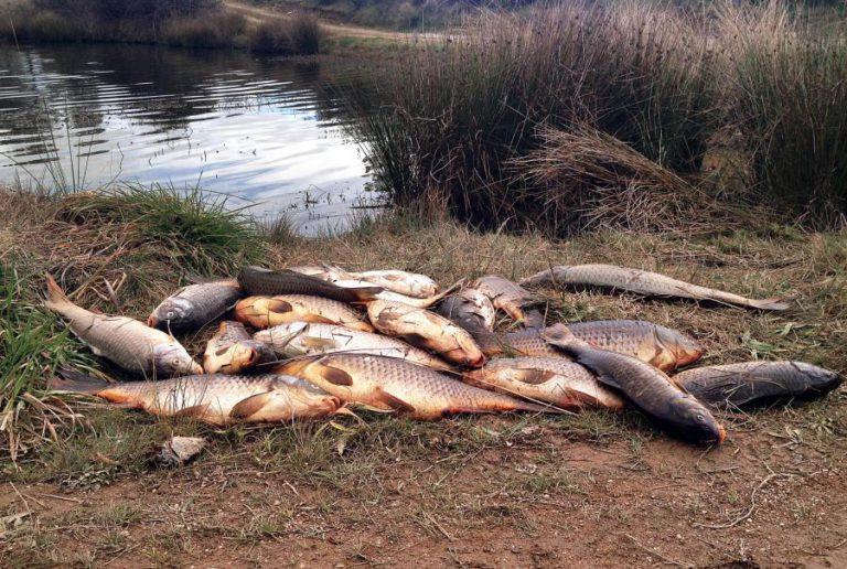 DEZENAS DE PEIXES MORTOS EM ALBUFEIRA QUE ABASTECE CASTELO BRANCO