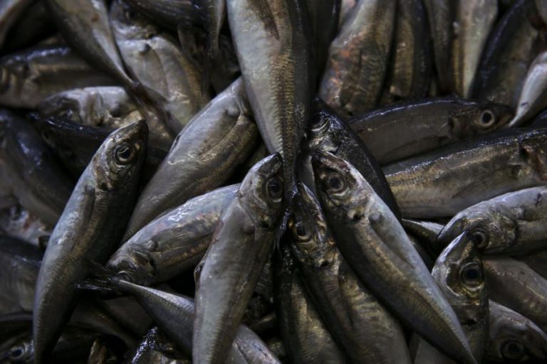 POLÍCIA MARÍTIMA APREENDE 245 QUILOS DE PEIXE NO PORTO DE PESCA DE LEIXÕES