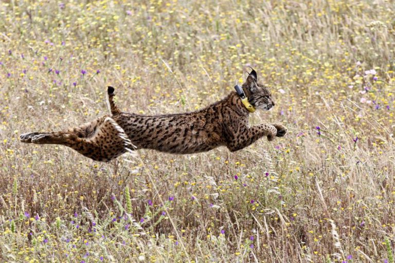 MAIS UM LINCE-IBÉRICO MORRE VÍTIMA DE ATROPELAMENTO NO ALENTEJO