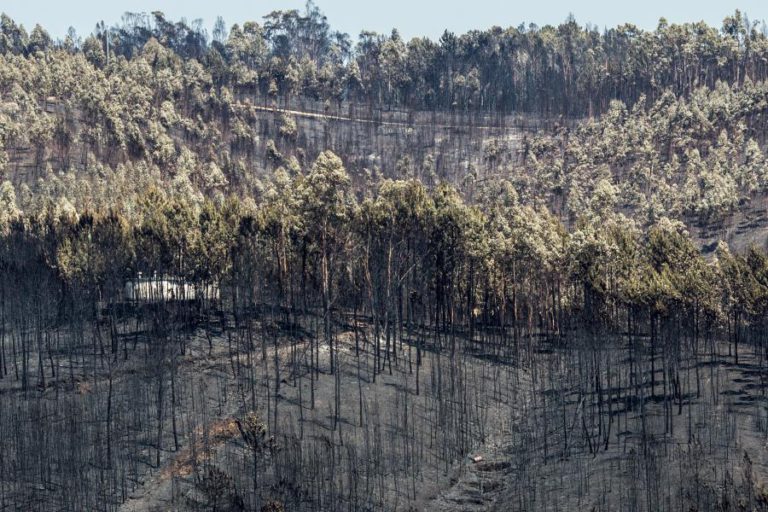 RELATÓRIO PREVÊ SUBIDA DE PERTURBAÇÕES PSIQUIÁTRICAS NOS TERRITÓRIOS AFETADOS PELOS INCÊNDIOS