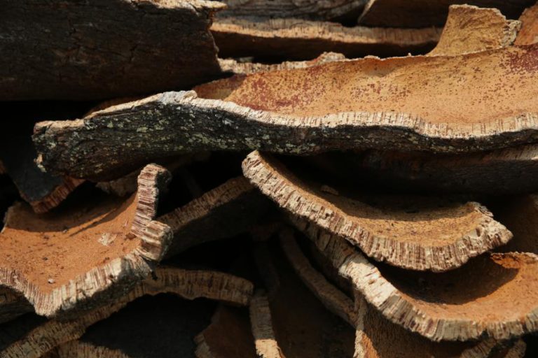 INVESTIGADORES DO PORTO USAM CORTIÇA E PLANTAS PARA REMOVER POLUENTES DA ÁGUA SALGADA