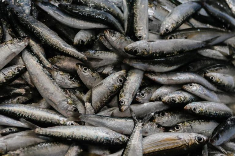 PESCADORES PODEM CAPTURAR SARDINHA A PARTIR DE HOJE MAS COM LIMITAÇÕES
