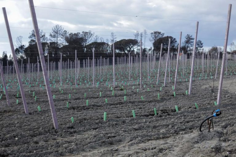 DIVULGADA LISTA DOS 25 MIL AGRICULTORES AFETADOS PELOS INCÊNDIOS