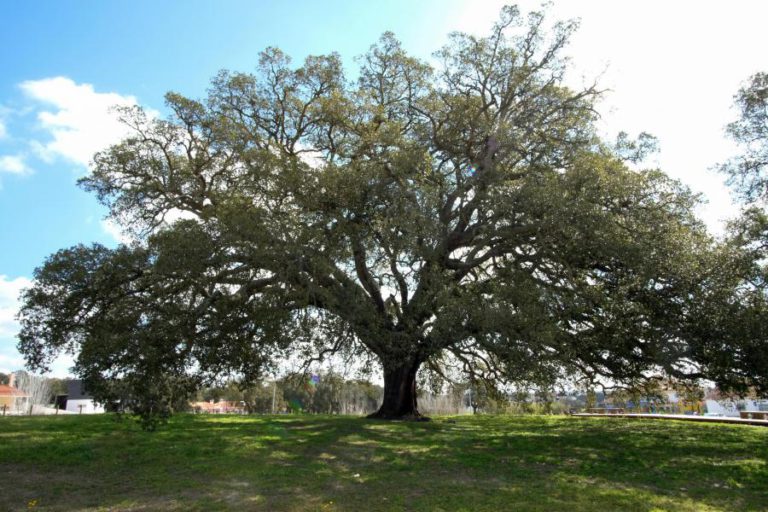 CIENTISTAS PORTUGUESES REVELAM PRIMEIRA SEQUÊNCIA DO GENOMA DO SOBREIRO