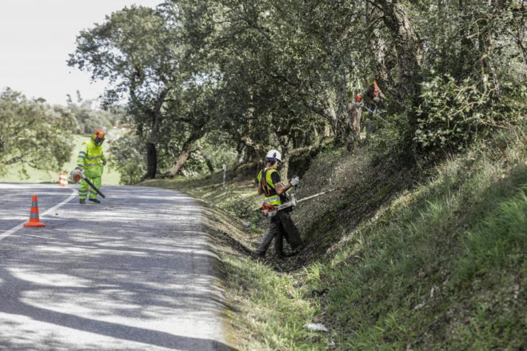 PROTEÇÃO CIVIL ALERTA PARA BURLAS COM COIMAS SOBRE LIMPEZA DOS TERRENOS FLORESTAIS