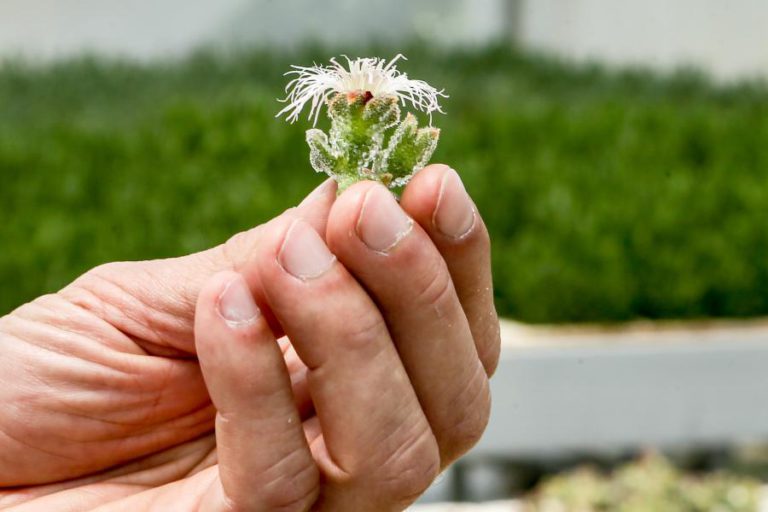 SALICÓRNIA SUBSTITUI CADA VEZ MAIS O SAL NOS LARES E RESTAURANTES PORTUGUESES