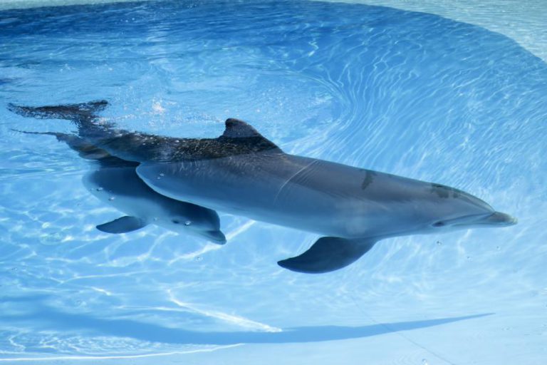 JARDIM ZOOLÓGICO DE LISBOA APRESENTA CRIA DE GOLFINHO NO DIA DA MÃE