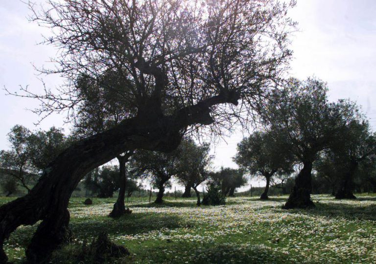 OLIVAL E AZEITE DOMINAM FEIRA NACIONAL DA AGRICULTURA DE 02 A 10 DE JUNHO EM SANTARÉM