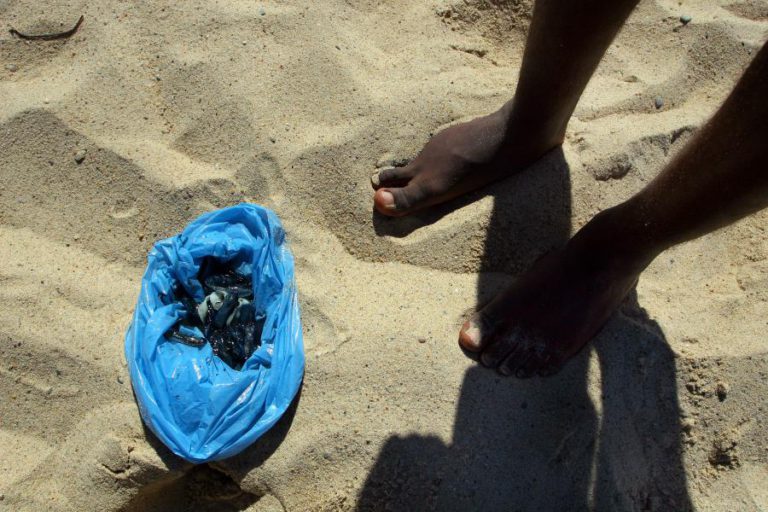 AUMENTO DE TEMPERATURA DA ÁGUA LEVA CARAVELAS-PORTUGUESAS A DAR À COSTA EM CABO VERDE