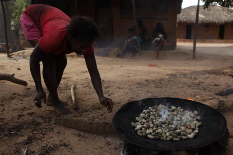 QUEBRA DE PRODUÇÃO NÃO MUDA OTIMISMO DO SETOR DO CAJU EM MOÇAMBIQUE
