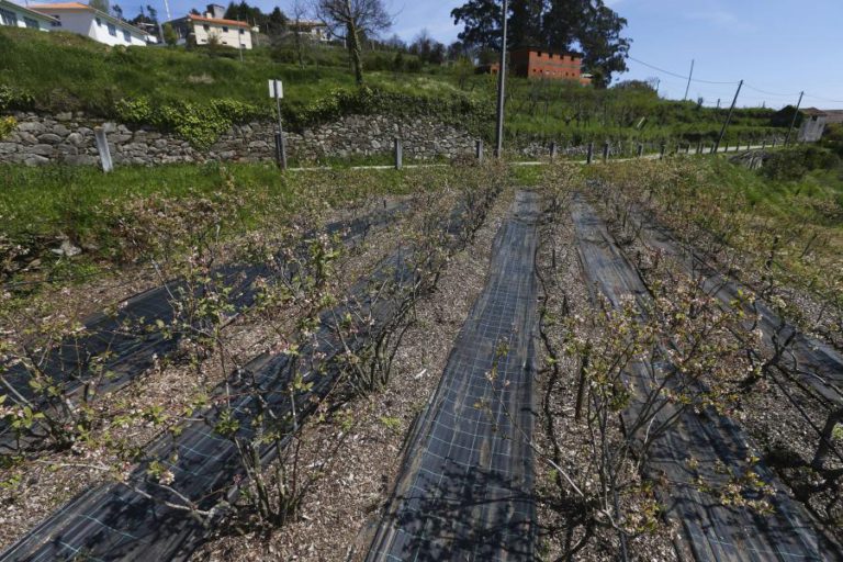MIRTILO TEM PERMITIDO RECUPERAR TERRENOS ABANDONADOS E PROJETAR SEVER DO VOUGA