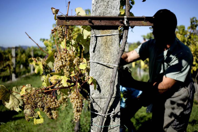 VINHO VERDE PREPARA-SE PARA NOVA FASE DE PROMOÇÃO NO MERCADO NORTE-AMERICANO
