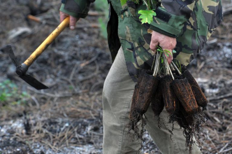 ICNF E SOCIEDADE CIVIL JÁ PLANTARAM 640 MIL ÁRVORES NO PINHAL DE LEIRIA