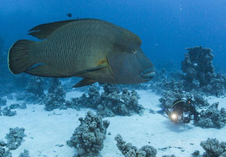 BIÓLOGA MARINHA NORTE-AMERICANA DISTINGUIDA COM PRÉMIO PRINCESA DAS ASTÚRIAS DA CONCÓRDIA 2018