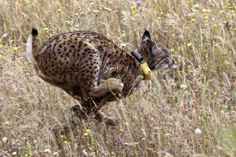 LINCE-IBÉRICO, LIBERTADO EM PORTUGAL, CAPTURADO EM BARCELONA
