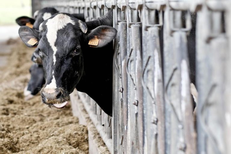 AGRICULTORES DA TERCEIRA ESTIMAM QUEBRA DE PRODUÇÃO DE LEITE ATÉ 40% DEVIDO À SECA