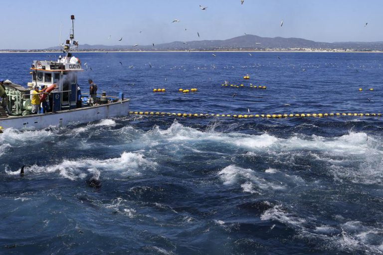PORTUGAL RECEBE MENOS 14 ME PARA PESCAS NO PRÓXIMO ORÇAMENTO DA UE