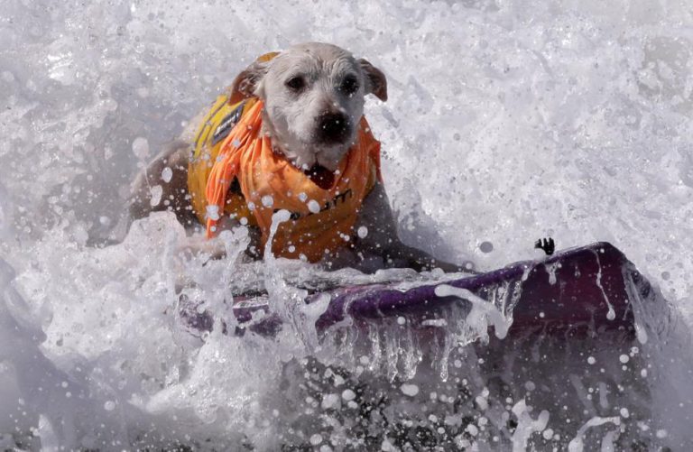 ESPOSENDE ABRE DUAS PRAIAS PARA CÃES