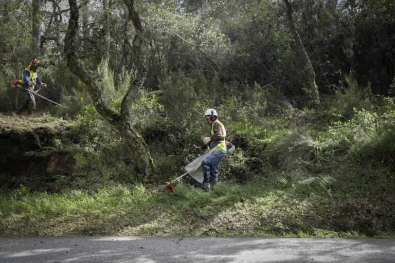 LEVANTADOS 2.500 AUTOS POR FALTA DE LIMPEZA DE MATO
