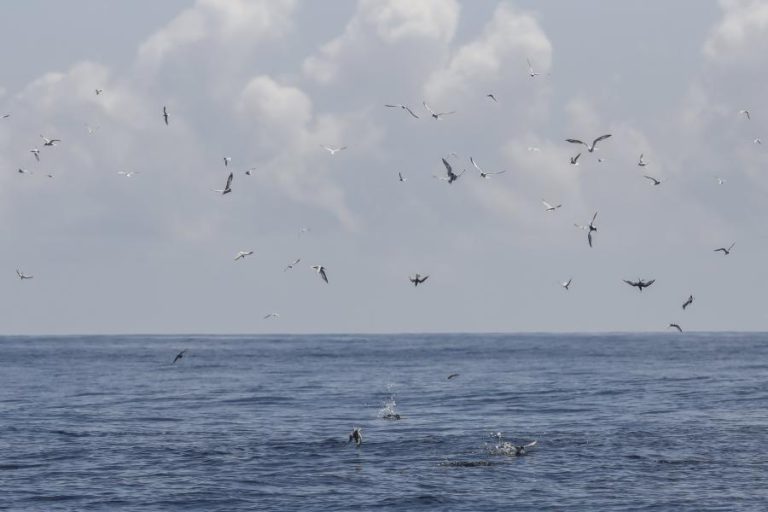 ALTERAÇÕES CLIMÁTICAS FORÇAM MUDANÇA DE ‘HABITAT’ DE PEIXES POTENCIANDO CONFLITOS ENTRE PAÍSES
