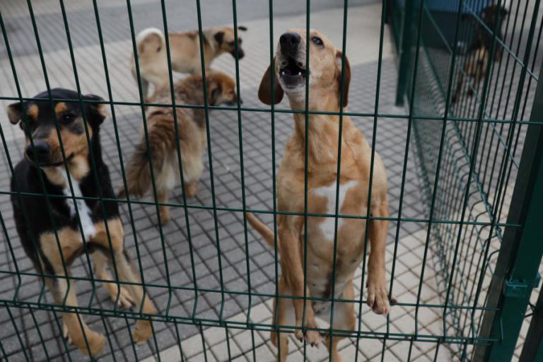 HOMEM CONSTITUÍDO ARGUIDO POR ALEGADOS MAUS TRATOS A 21 CÃES EM ALFÂNDEGA DA FÉ