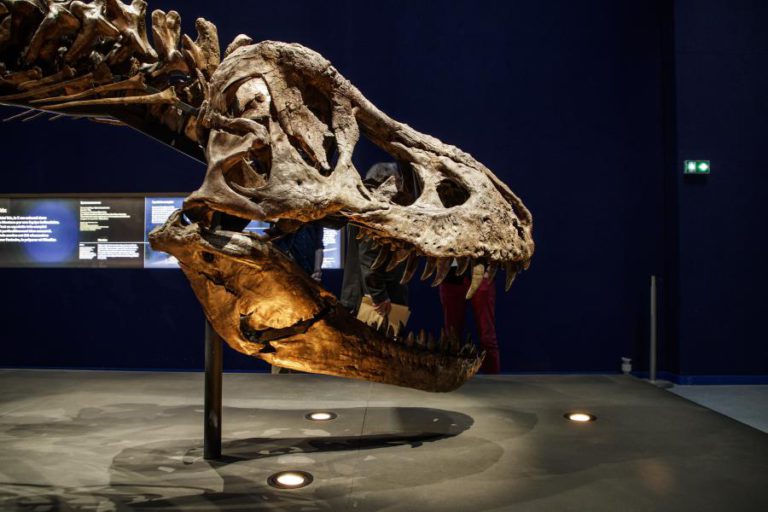 INVESTIGADORES DIZEM QUE T-REX TINHA A LÍNGUA COLADA NO FUNDO DA BOCA