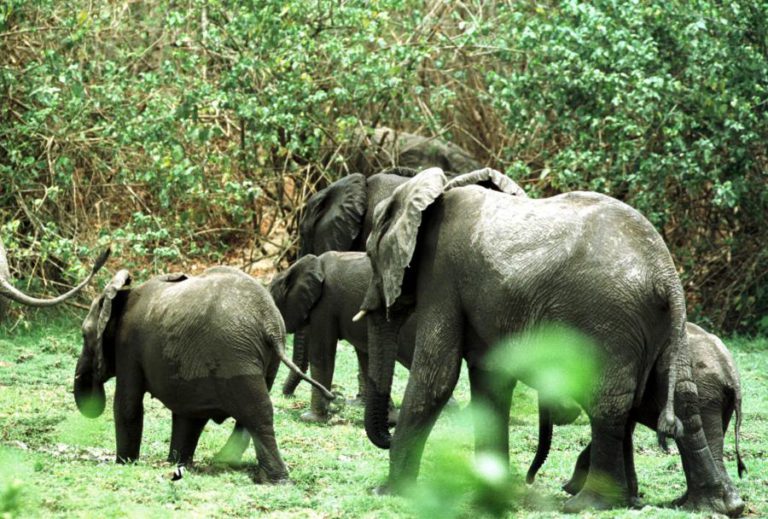 MORRERAM PELO MENOS 50 ELEFANTES EM ANGOLA DESDE 2012