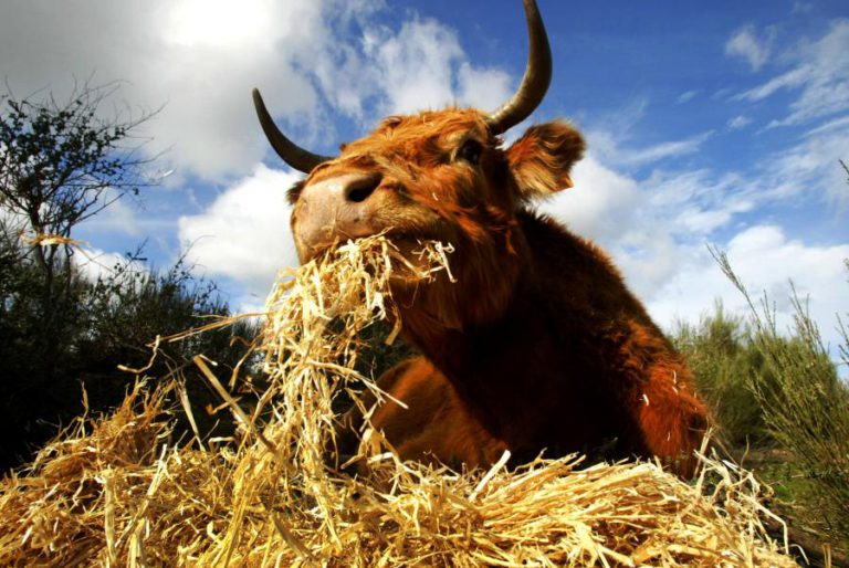 MOÇAMBIQUE INTERDITA MOVIMENTAÇÃO DE ANIMAIS PROVENIENTES DE REGIÕES COM FEBRE AFTOSA