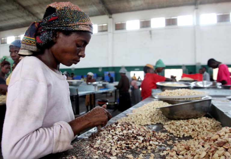 AGÊNCIA FRANCESA DE DESENVOLVIMENTO APOIA PRODUÇÃO DE CAJU EM MOÇAMBIQUE COM 2 MEURO