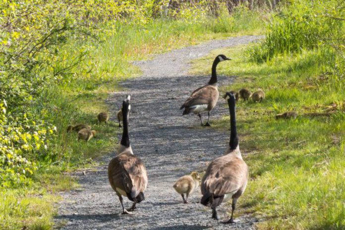 Imagem: Canada geese Imagem: Canada geese