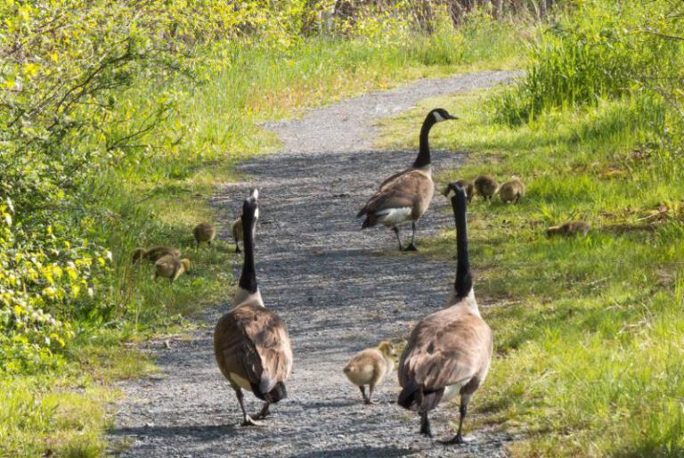 Imagem: Canada geese