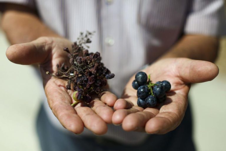 DOURO DEVERÁ PRODUZIR 230 MIL PIPAS COM QUEBRAS DEVIDO À PRESSÃO DO MÍLDIO