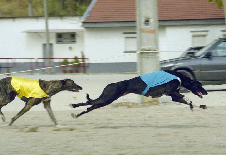 SOCIEDADE PROTETORA DOS ANIMAIS DE MACAU QUER REALOJAR 533 GALGOS EM MENOS DE UM ANO