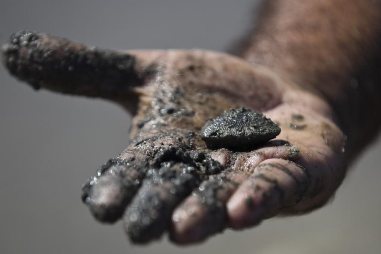 SEF IDENTIFICA 430 ESTRANGEIROS EM APANHA ILEGAL DE AMEIJOA NA PRAIA DO SAMOUCO