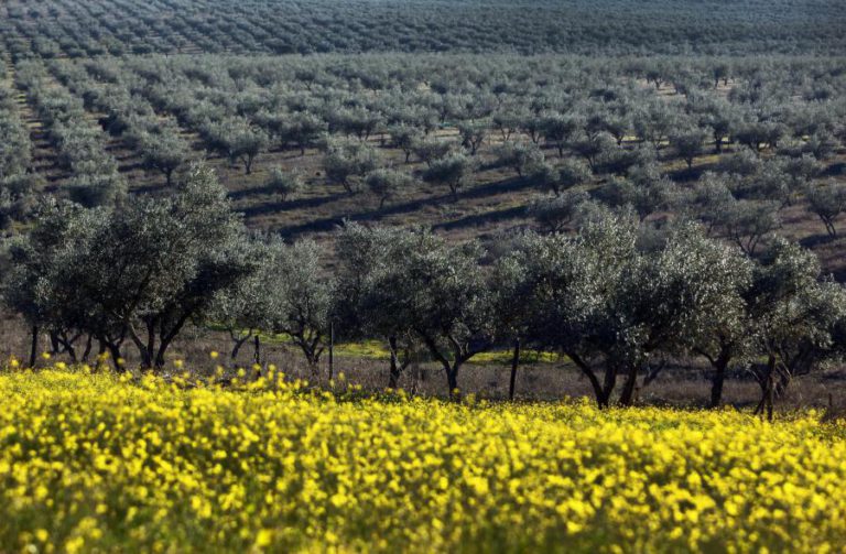 MÁXIMOS HISTÓRICOS NA PRODUÇÃO DE POMARES E OLIVAL MARCAM CAMPANHA AGRÍCOLA 2016/17
