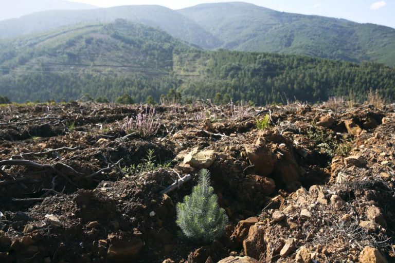 2018 É QUARTO ANO COM MENOS FOGOS E SEGUNDO COM MENOS ÁREA ARDIDA DESDE 2008