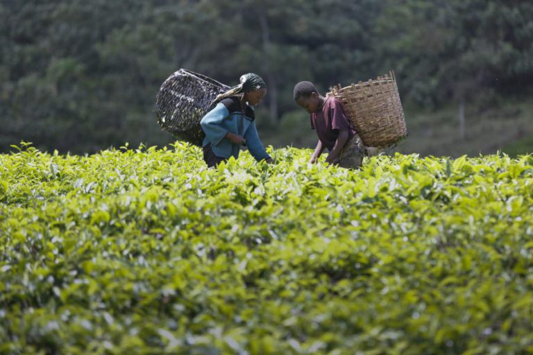 ONG MOÇAMBICANA CRITICA FALTA DE INVESTIMENTOS NOS PEQUENOS AGRICULTORES
