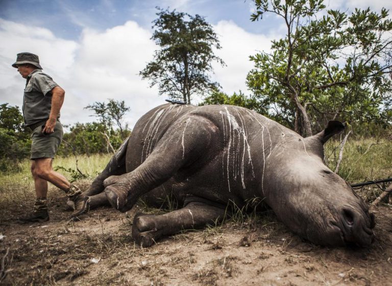 CAÇA FURTIVA EM ÁFRICA RENDE ANUALMENTE ATÉ 17 MIL MEURO