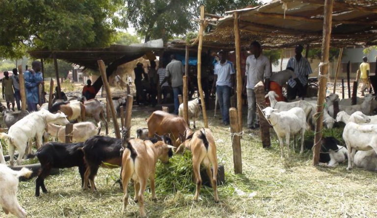 RECURSOS NATURAIS GERAM 30% DA RIQUEZA DA GUINÉ-BISSAU