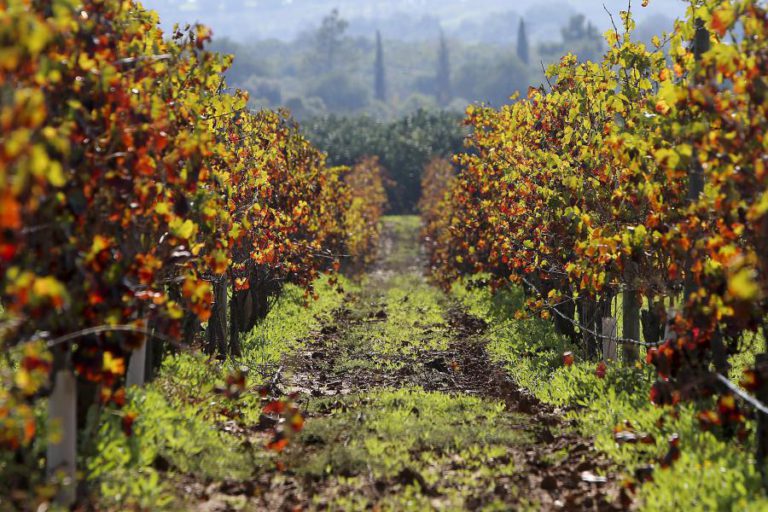 PRODUTORES DO DOURO PROCURAM VINHAS NA REGIÃO DO DÃO PARA PRODUZIR VINHO