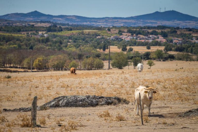 DEPOIS DO RATO, BARRAGEM E PLANTA CONDICIONAM PERCURSO DA ESTRADA VIMIOSO/BRAGANÇA