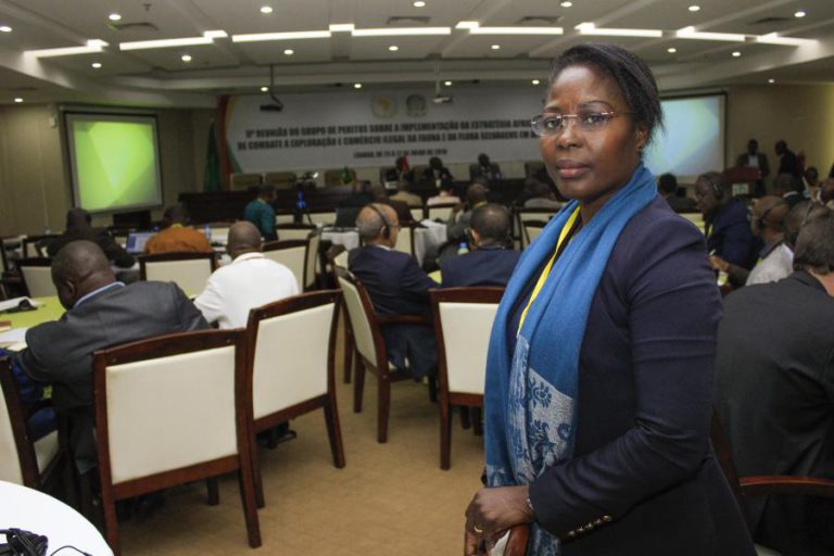APREENDIDA EM ANGOLA CERCA DE UMA TONELADA DE ESCAMAS DE PANGOLIM