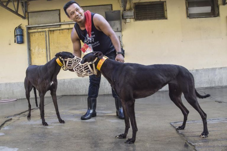 BOLSA DE 400 VOLUNTÁRIOS CUIDA DE GALGOS ABANDONADOS NO CANÍDROMO DE MACAU