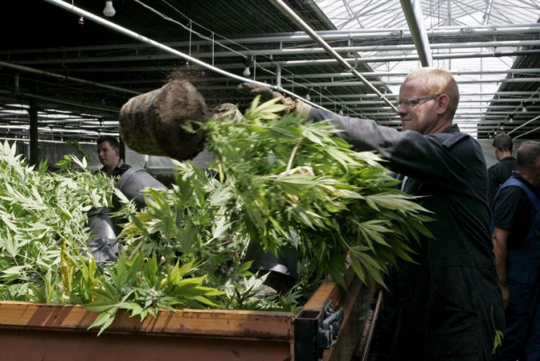 MARCELO PROMULGA CANÁBIS PARA FINS MEDICINAIS