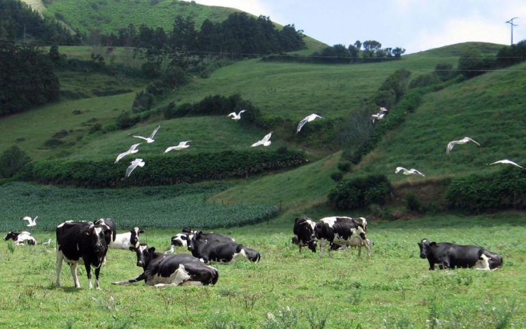 PRODUÇÃO DE LEITE NOS AÇORES AUMENTOU 3,4% ENTRE JANEIRO E JUNHO