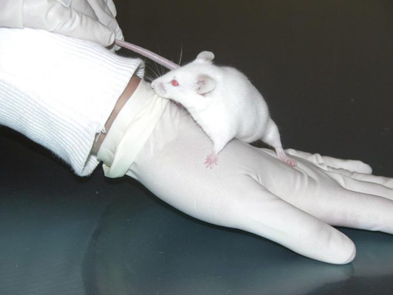 CIENTISTAS CURAM OBESIDADE E DIABETES TIPO 2 EM TESTES COM RATOS