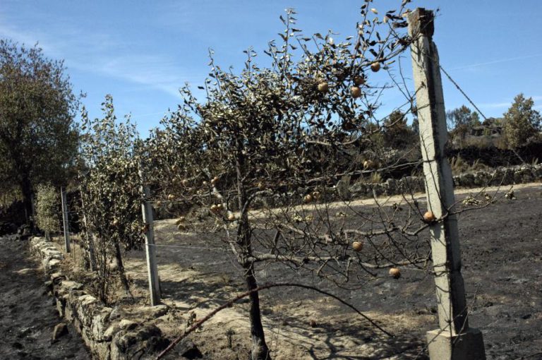 DETIDO SUSPEITO DE ATEAR FOGO EM MATO NO SABUGAL