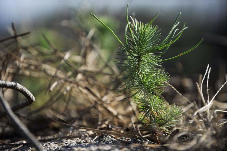 BOMBEIROS E GNR DE MONTALEGRE RESGATARAM CASAL QUE FICOU PERDIDO NO GERÊS